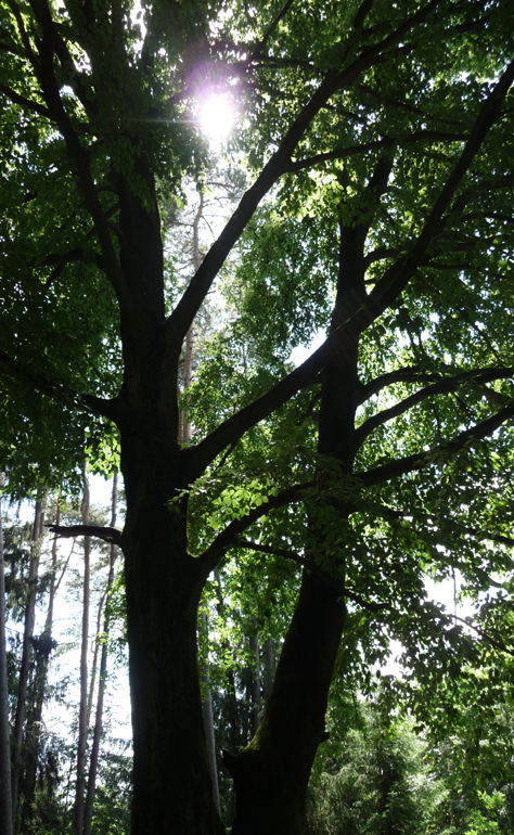 Vera Selinger: aktuell